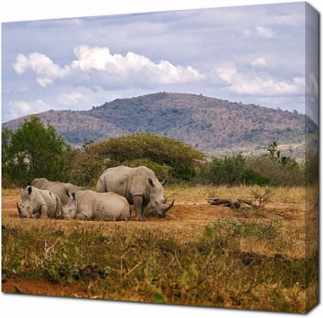 Отдыхающие носороги