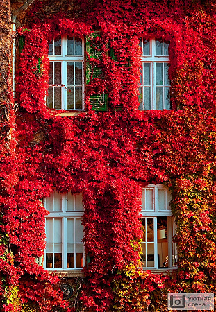 Вид на окна в красной листве