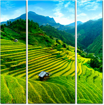 Вьетнамские Рисовые Поля