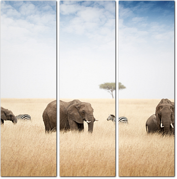 Слоны и зебры в высокой траве