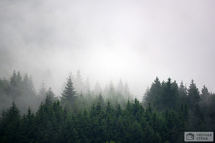 Туман над хвойным лесом