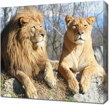 Лев и львица на камне