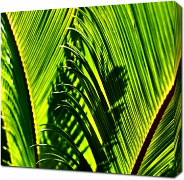 Солнечные листья пальмы