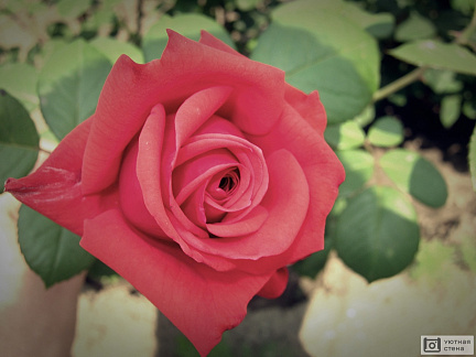 Красная роза в тусклых тонах