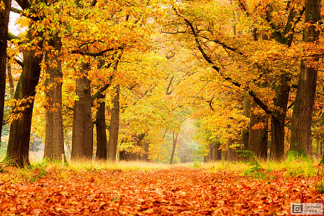 Красивый осенний лес в Нидерландах