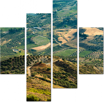Пейзажи с оливковыми плантациями
