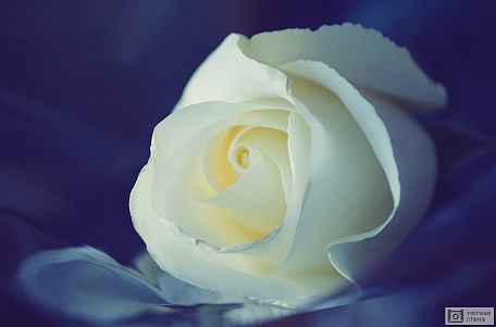 Белая роза на фиолетовом фоне