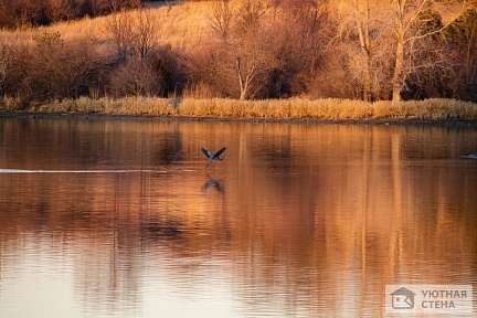 Птичка над озером
