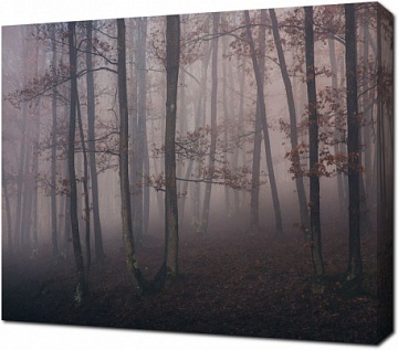 Очертания деревьев в тумане