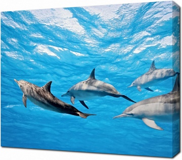 Стая дельфинов в воде