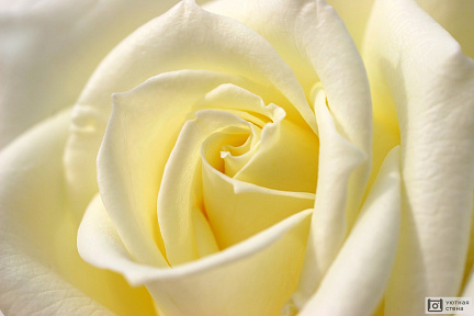 Фрески Белые розы - купить в интернет-магазине Уютная стена | Каталог с  ценами и фото