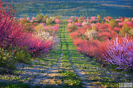 Цветущие поля в Крыму