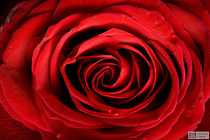 Фон из красной розы