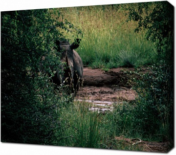 Носорог прячется за кустами