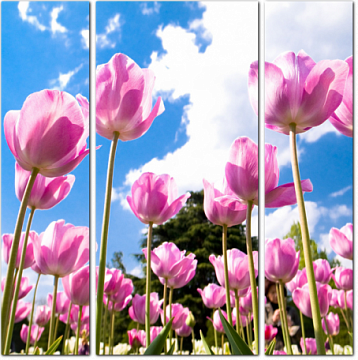 Сиреневые тюльпаны на фоне неба