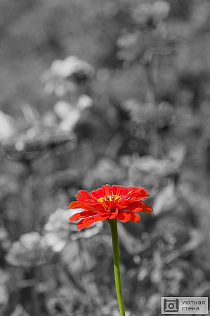 Красный цветок на фоне черно-белого плана