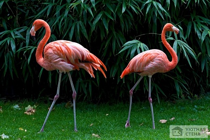 Фламинго в тропическом лесу