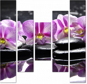 Фиолетовые орхидеи на черных камнях