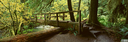 Деревянный мост в тропическом лесу