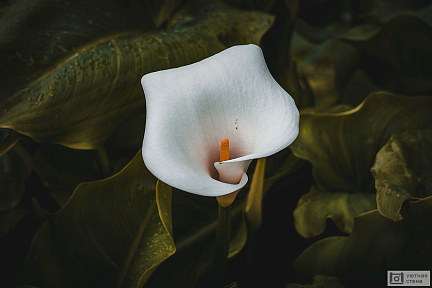Белый цветок калла в зелени