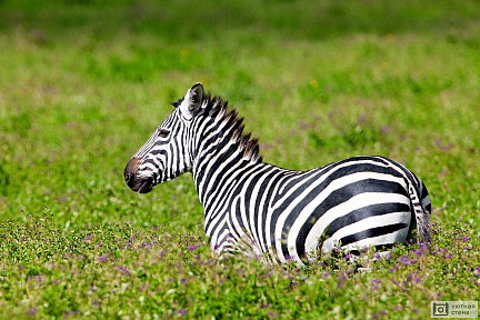 Зебра в поле