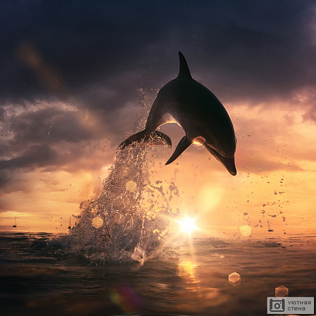 Игривый дельфин
