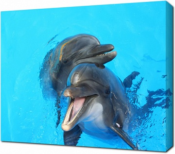 Два ласковых дельфина в бассейне