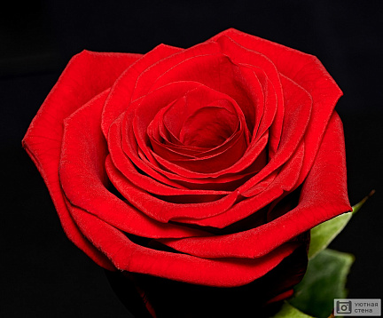 Бутон красной розы на черном фоне