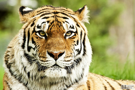 Изображение Сибирского тигра