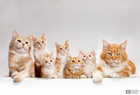 Семья рыжих кошек
