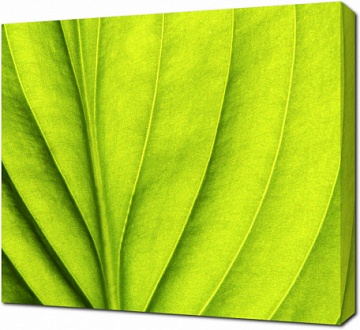 Зеленый лист крупным планом