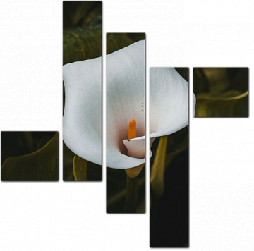 Белый цветок калла в зелени