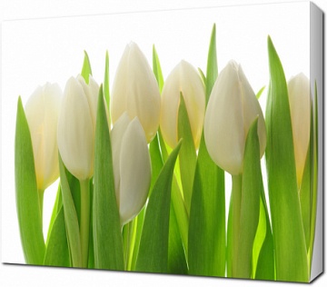 Фон с белыми тюльпанами