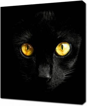 Желтые глаза черного кота в темноте