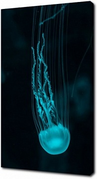 Неоновая медуза