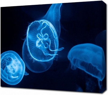 Синие медузы