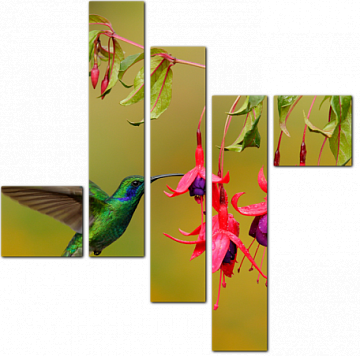 Колибри пьет нектар