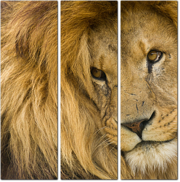 Взгляд сытого льва