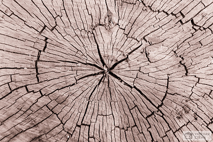 Старые трещины на дереве