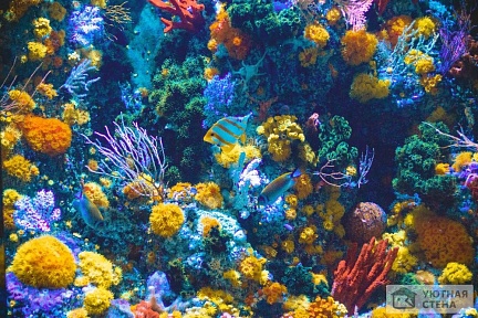 Яркий и разнообразный подводный мир
