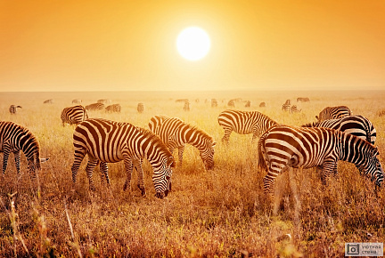 Зебры в саванне на закате