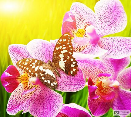Орхидеи с бабочками