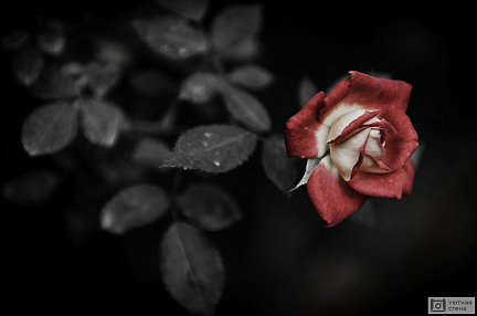 Цветок розы не черном фоне