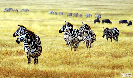Зебры на фоне жёлтого поля