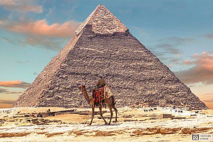 Фотообои Верблюды в Египте