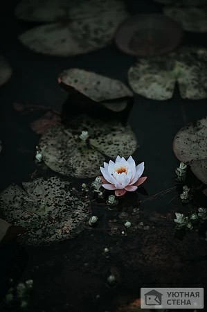 Кувшинка и водные растения