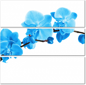 Ветка голубой орхидеи