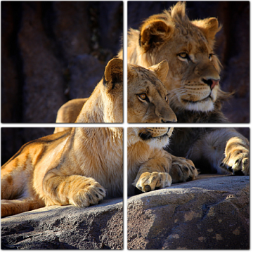 Лев и львица на камнях