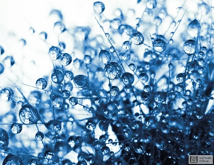Капли воды на синем одуванчике