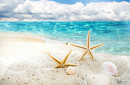 Ракушки и морские звёзды на берегу